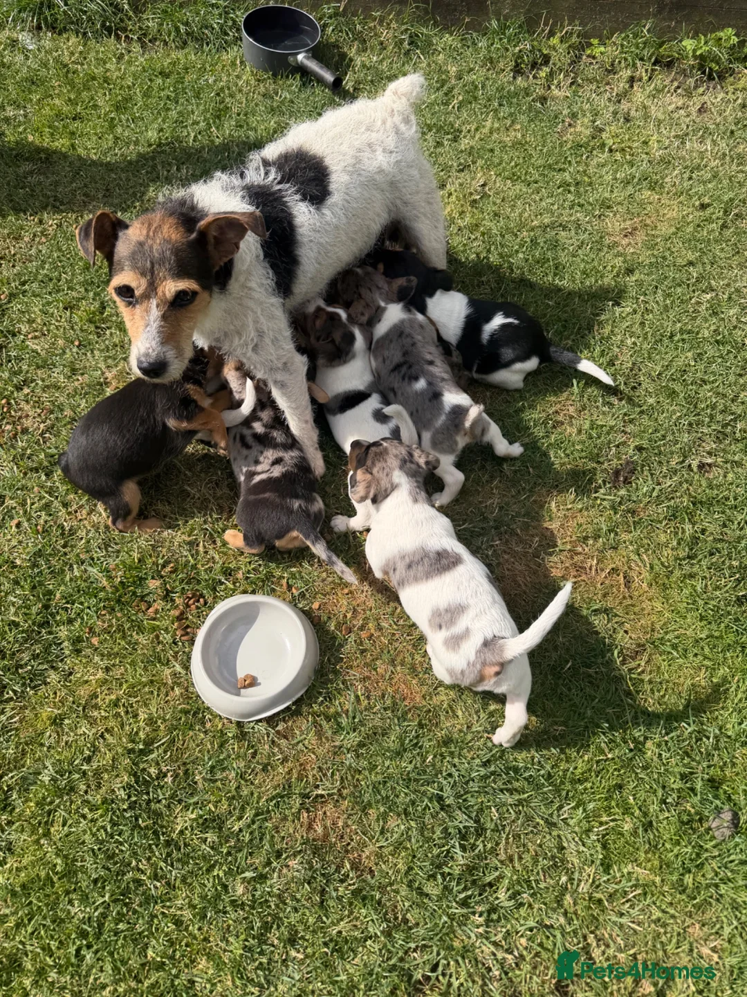 Jack Russell dogs for sale: Jack Russell Puppies  - Advert 2