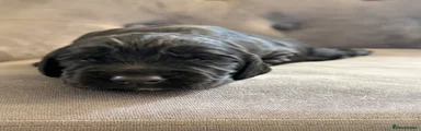 Cocker Spaniel Puppy 5