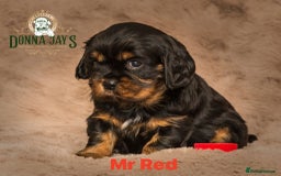 Cavalier King Charles Spaniel dogs for sale: Donna Jays old school type cavalier King Charles  - Image 13