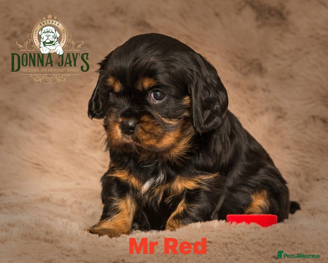 Cavalier King Charles Spaniel dogs for sale: Donna Jays old school type cavalier King Charles  - Image 13