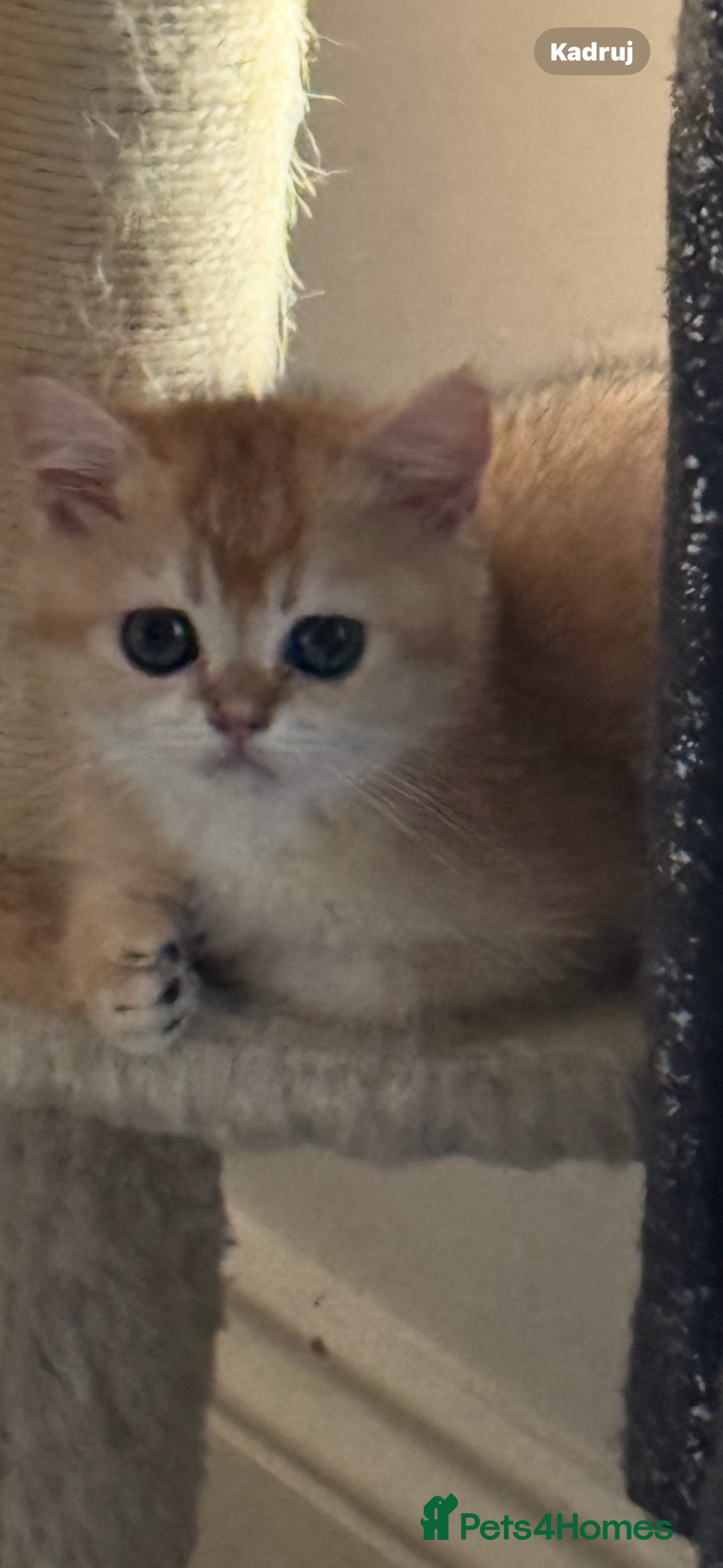 Scottish Fold cats for sale: elite purebred friendly Scottish Fold and Straight - Image 1