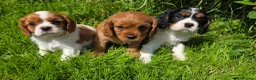 Cavalier King Charles Spaniel dogs for sale: * DNA TESTED CLEAR PUPPIES * - Advert 3