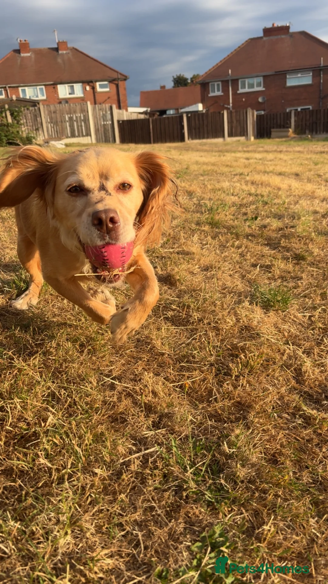 Cocker Spaniel dogs for sale: Lola ❤️ in Barnsley - Advert 1