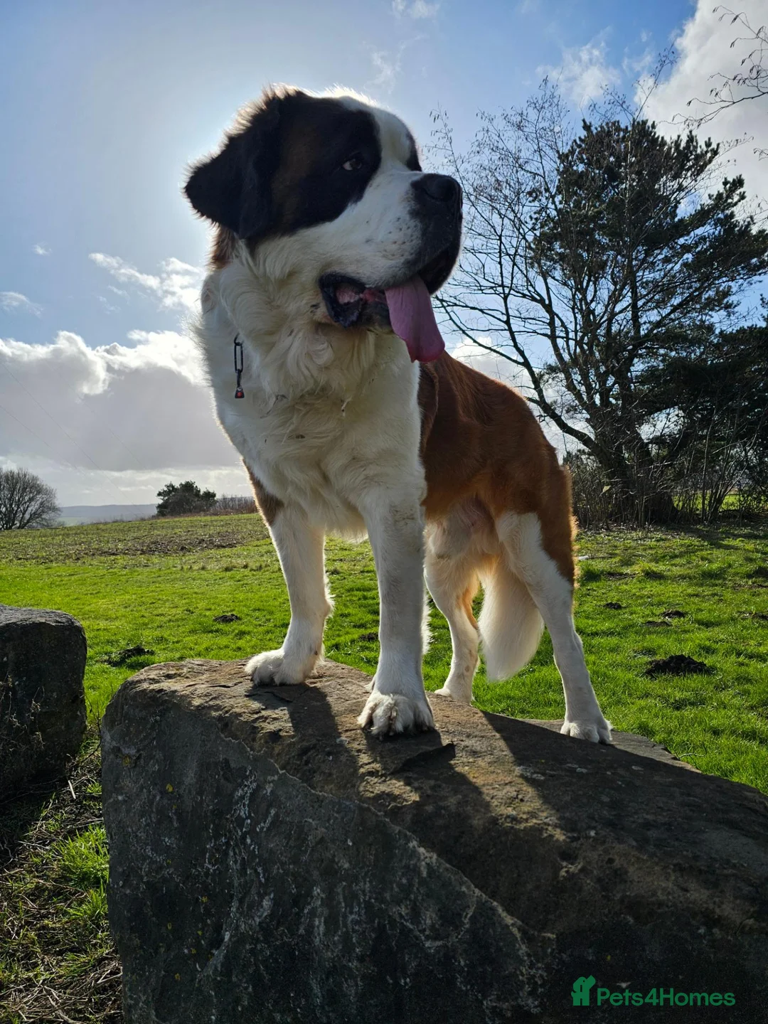 Saint Bernard dogs for stud: Saint Bernard Stud KC registered  in Stanley - Advert 1