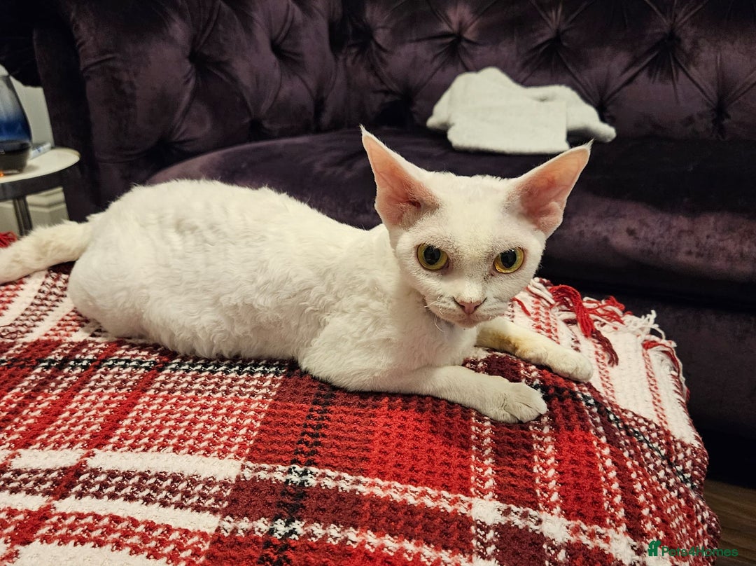Devon Rex cats for sale: Dashing Devons - Advert 8