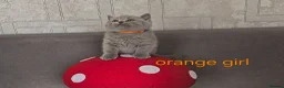 British Shorthair cats for sale: British Shorthair kitten - Advert 12