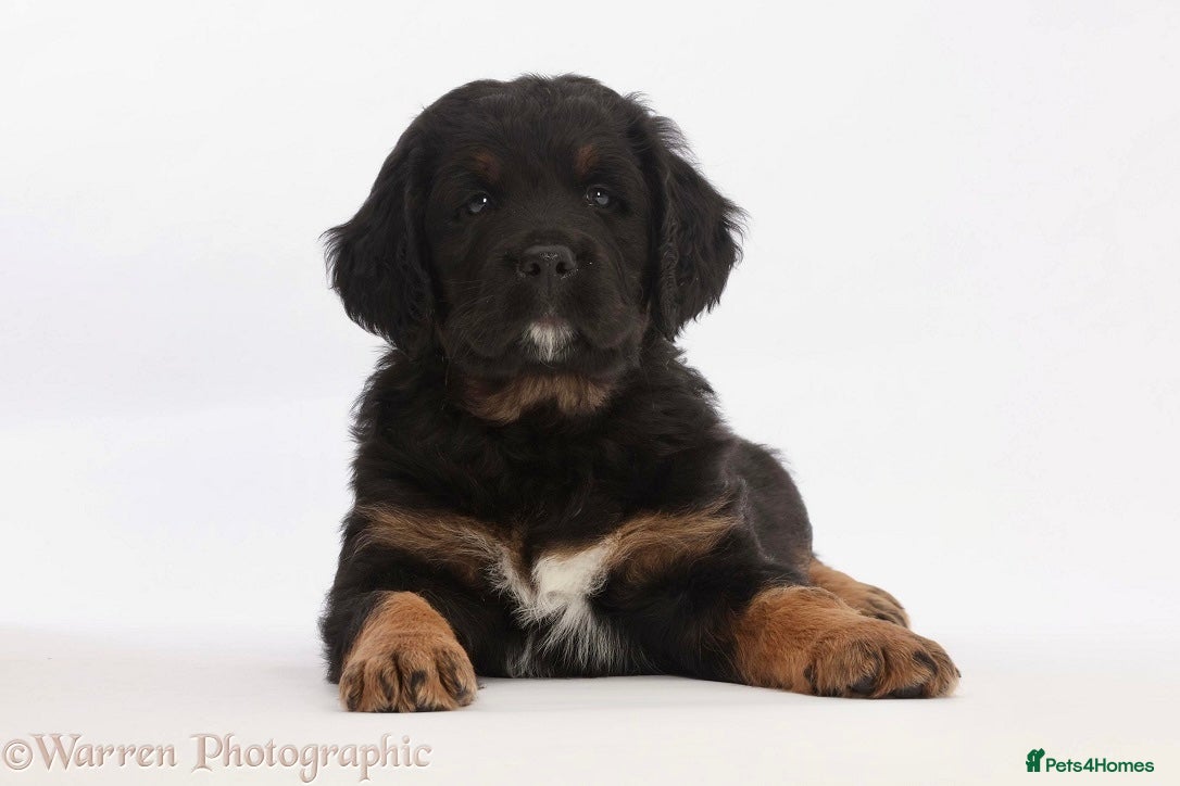 Bernese Mountain Dog dogs Beautiful Bernedoodle babies  - Advert 1