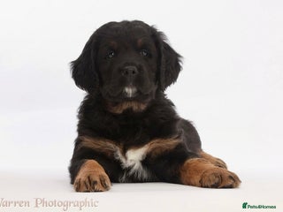 Bernese Mountain Dog dogs Beautiful Bernedoodle babies - Advert 2