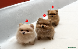 Pomeranian dogs for sale: 3 Beautiful Pomeranian Puppies - Image 2