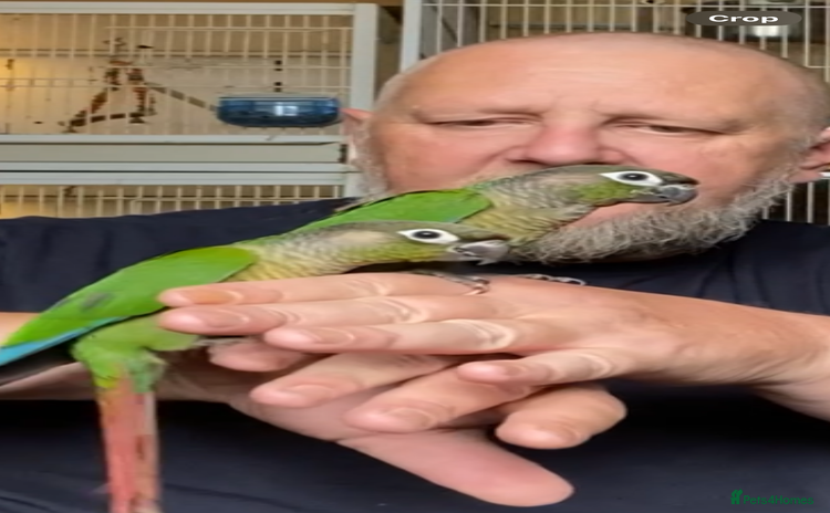 Conures birds - Advert 1