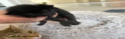 Mixed Breed cats for sale: Beautiful babies  - Advert 3