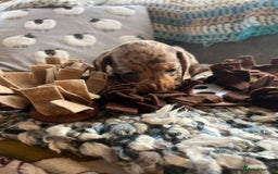 Miniature Dachshund dogs for sale: Miniature dachshund puppies short haired - Image 4