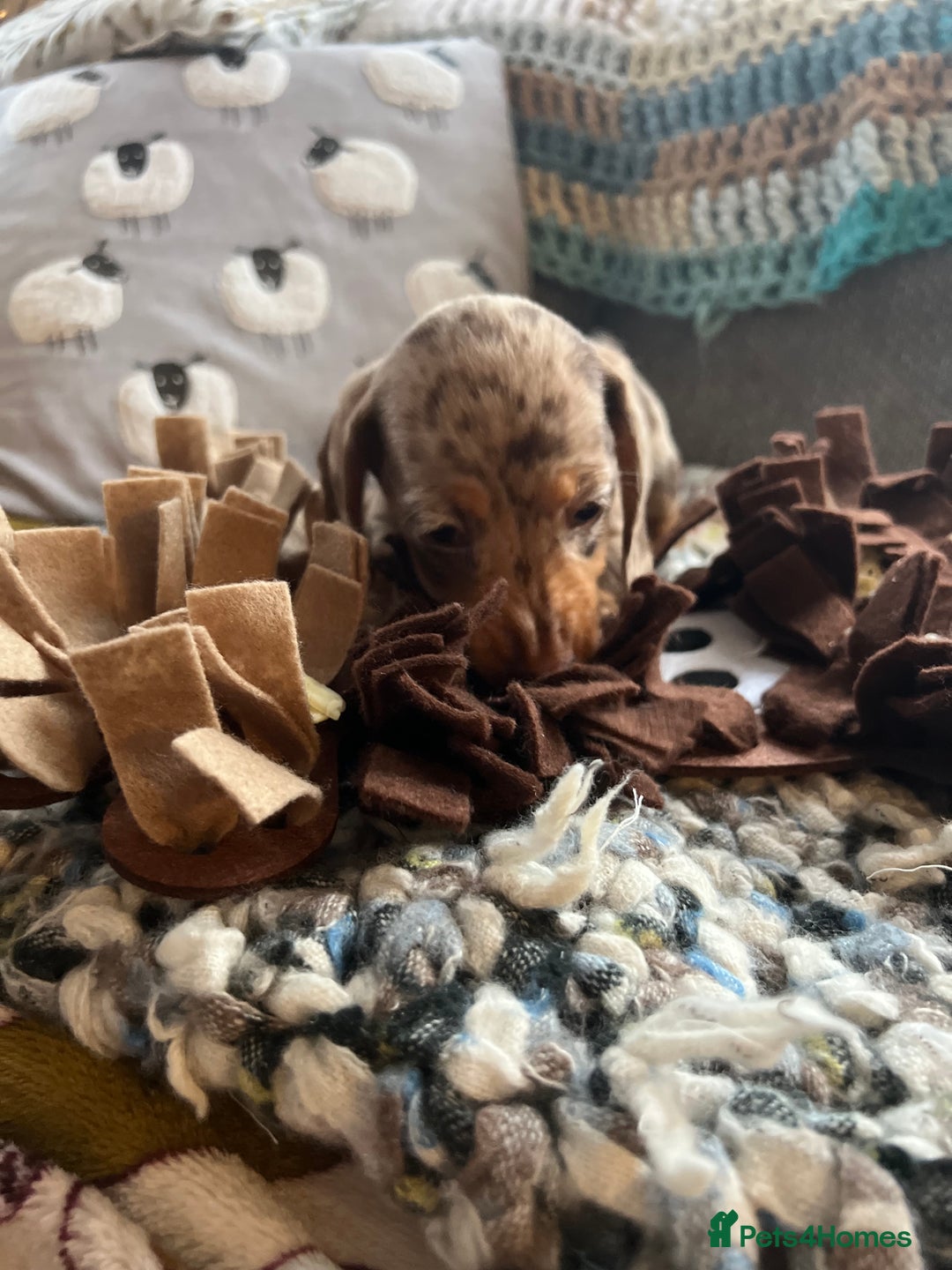 Miniature Dachshund dogs for sale: Miniature dachshund puppies short haired - Image 4