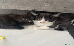 Ragdoll cats for sale: Kittens  - Advert 2