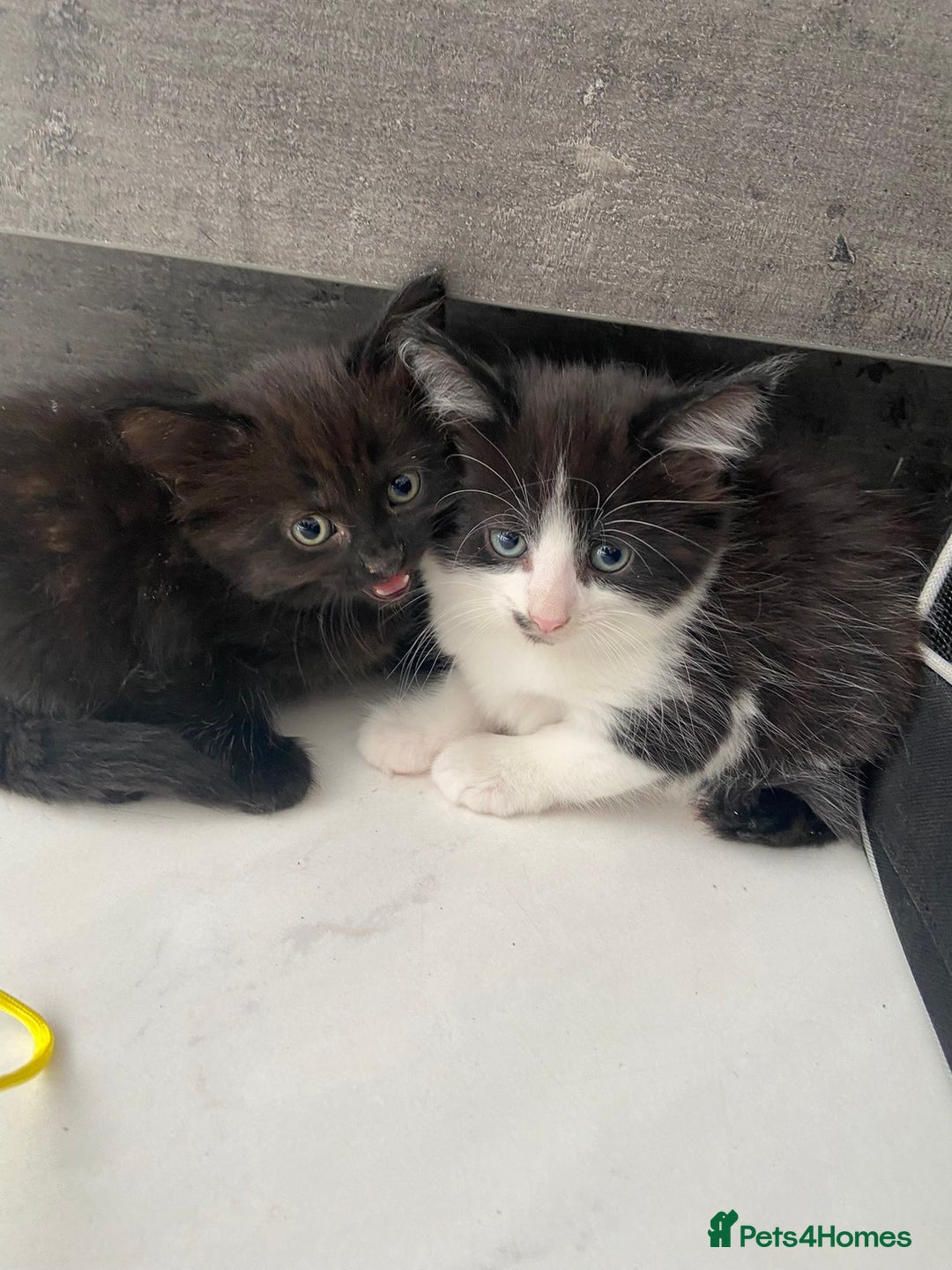 Ragdoll cats for sale: Kittens  - Advert 2