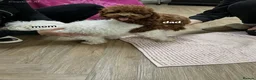 Maltipoo dogs for sale: Tiny Asian maltipoo - Advert 3