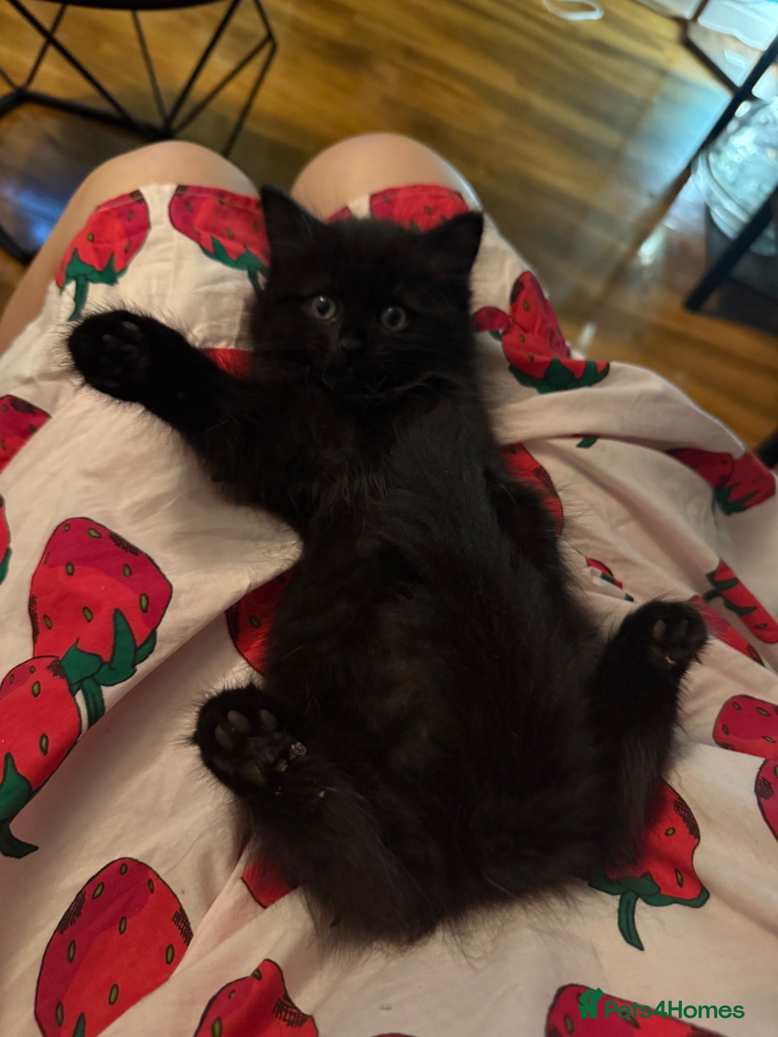Mixed Breed cats Lovely kittens looking for their forever home  - Advert 10