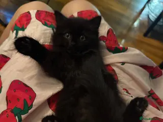 Mixed Breed cats Lovely kittens looking for their forever home - Advert 10