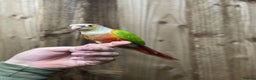 Conures birds for sale: Baby Pineapple conure  - Advert 3
