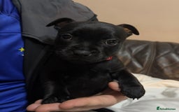 Staffordshire Bull Terrier dogs for sale: Staffy pups  - Image 9