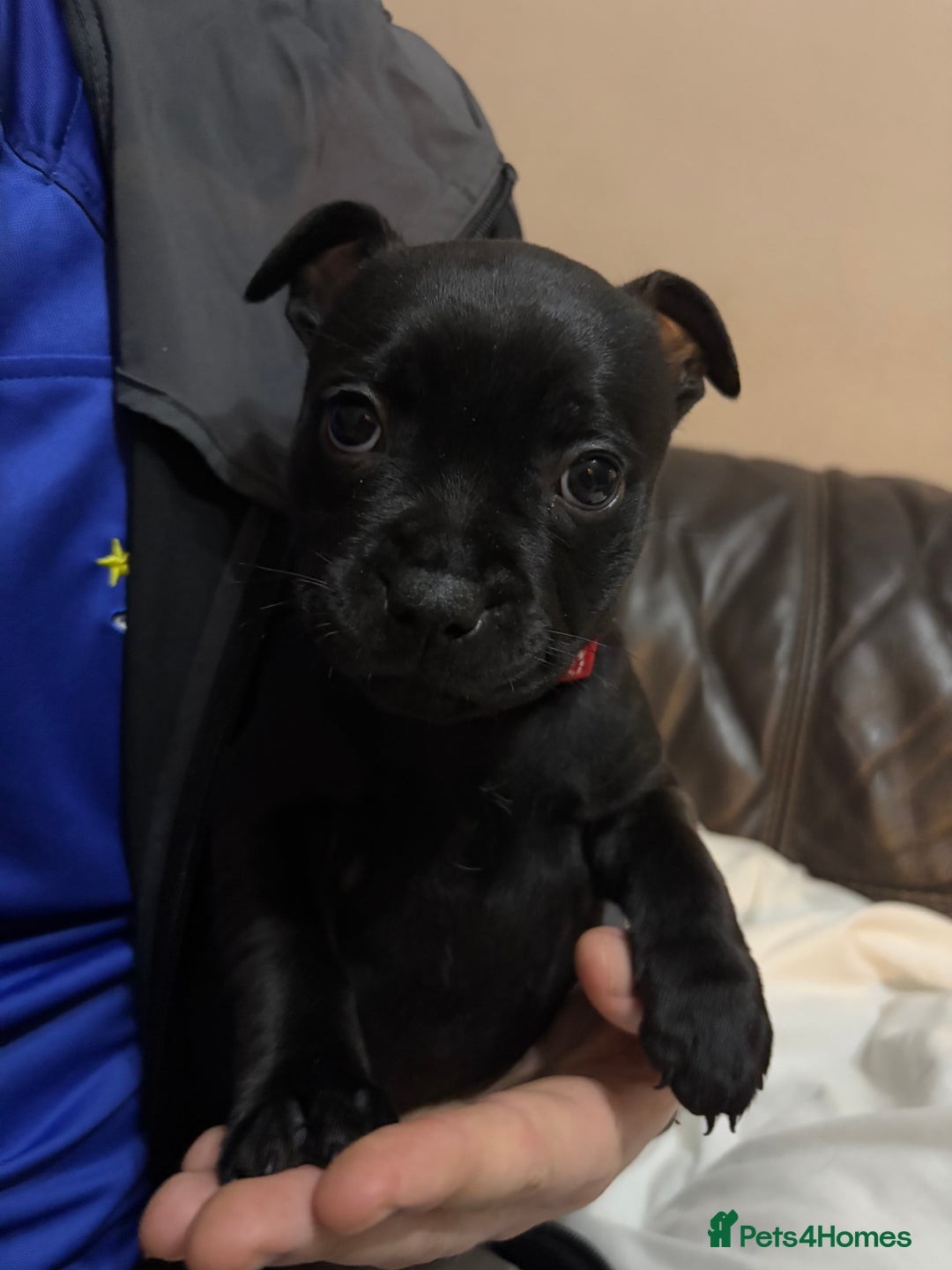 Staffordshire Bull Terrier dogs for sale: Staffy pups  - Image 9