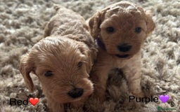 Cockapoo dogs for sale: ⭐️F1B cockapoo puppies⭐️ - Image 7
