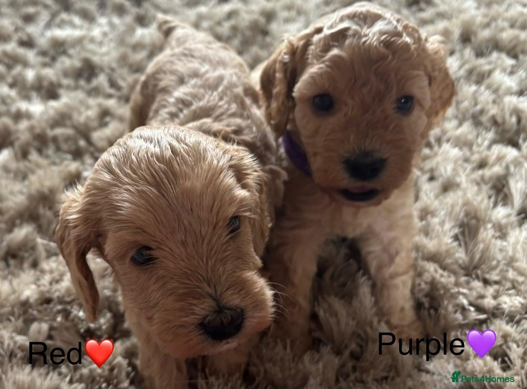 Cockapoo dogs for sale: ⭐️F1B cockapoo puppies⭐️ - Image 7