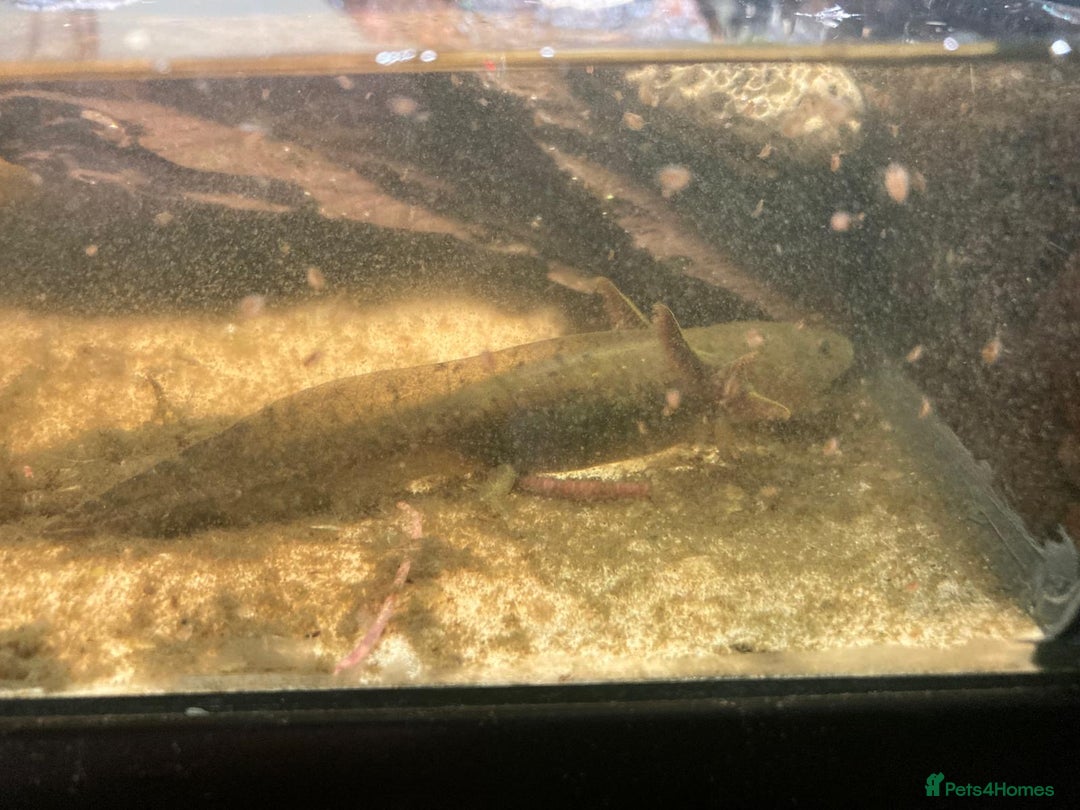 Axolotl reptiles for sale: Tiger salamanders CB April 2025 - Image 10