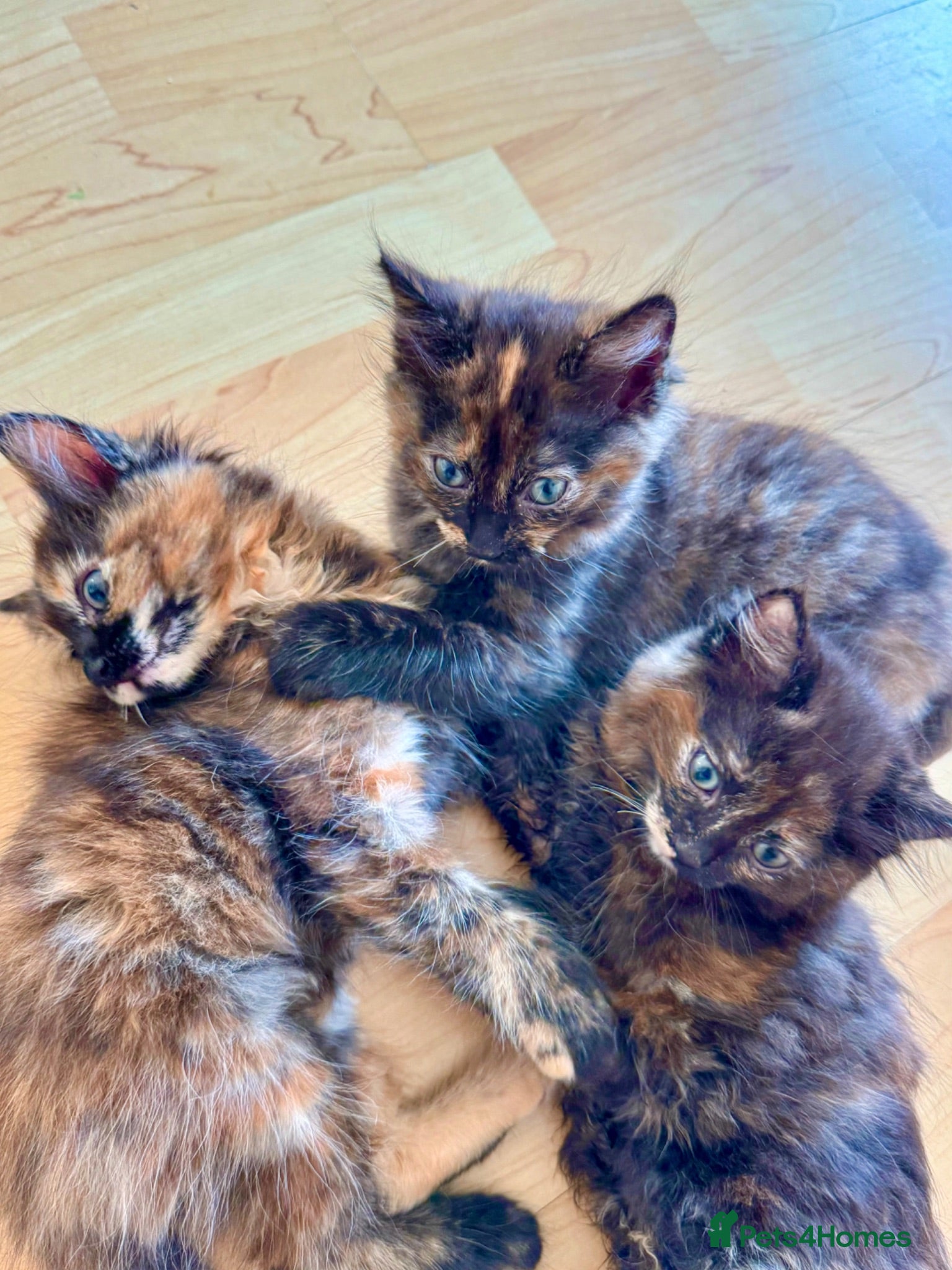 Mixed Breed cats 4 Fluffy kittens are ready to go  - Advert 1
