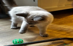 Birman cats for sale: Birman kittens  - Image 20