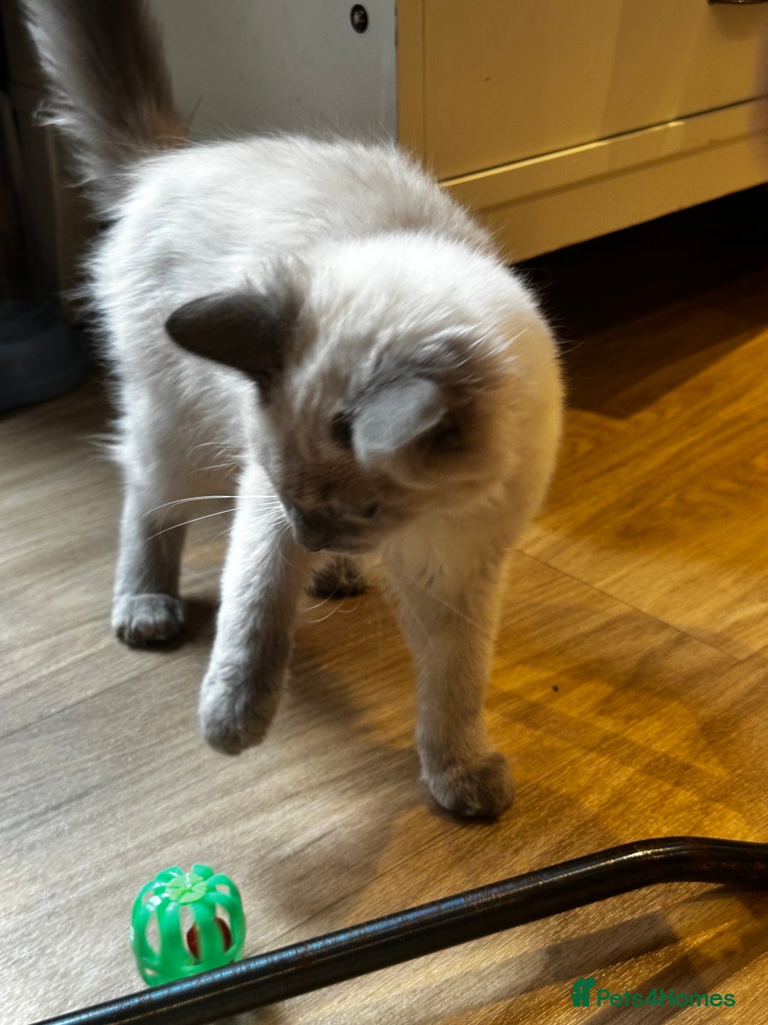 Birman cats for sale: Birman kittens  - Image 20