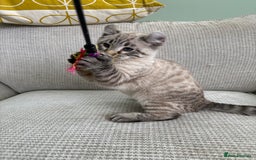 Savannah cats for sale: Awesome snow leopard Keetso male  - Image 16