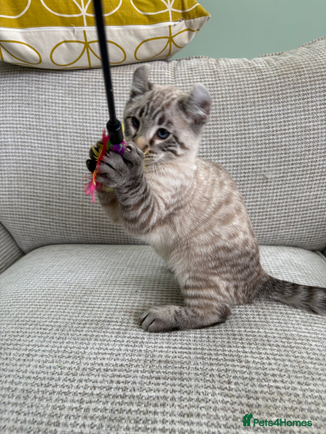 Savannah cats for sale: Awesome snow leopard Keetso male  - Image 16