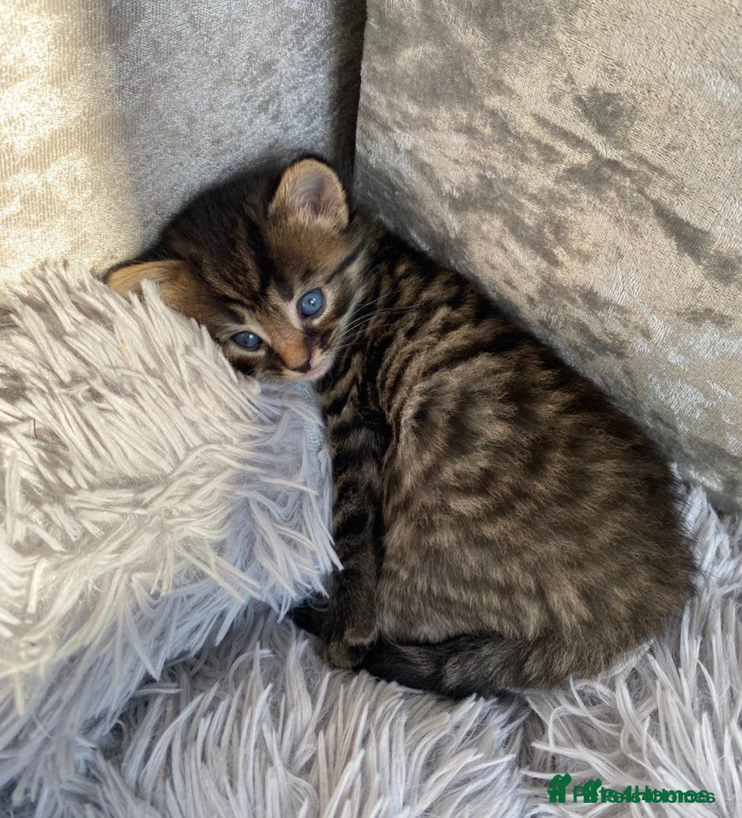 Mixed Breed cats for sale: Beautiful tabby boy kitten  - Image 4