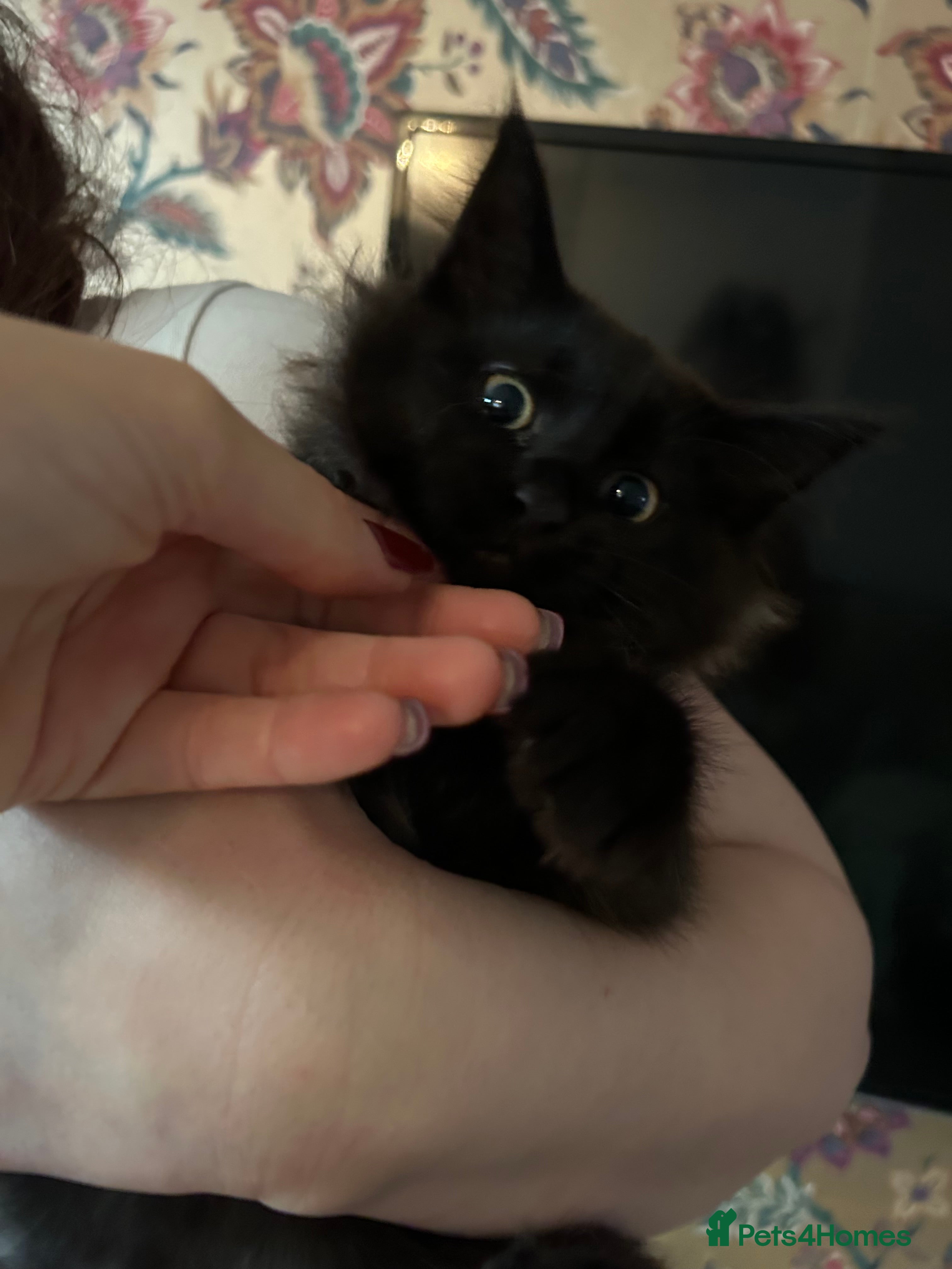 Maine Coon cats Maine coon cross - Advert 18