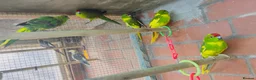 Mixed Breed birds for sale: Different types of birds *read description*  - Advert 12