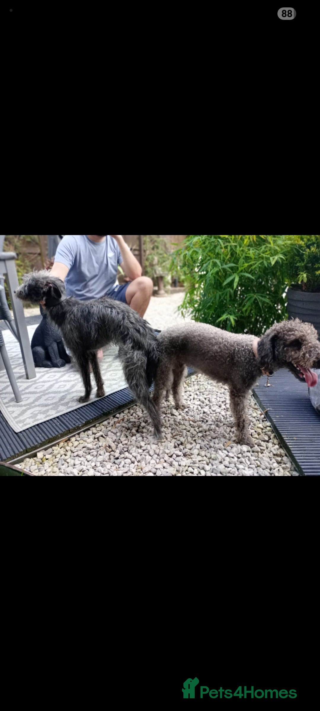 Bedlington Terrier dogs for stud: Bedlington for stud  in Chesterfield - Image 10