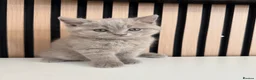 British Shorthair cats for sale: British shorthair kittens - Advert 6