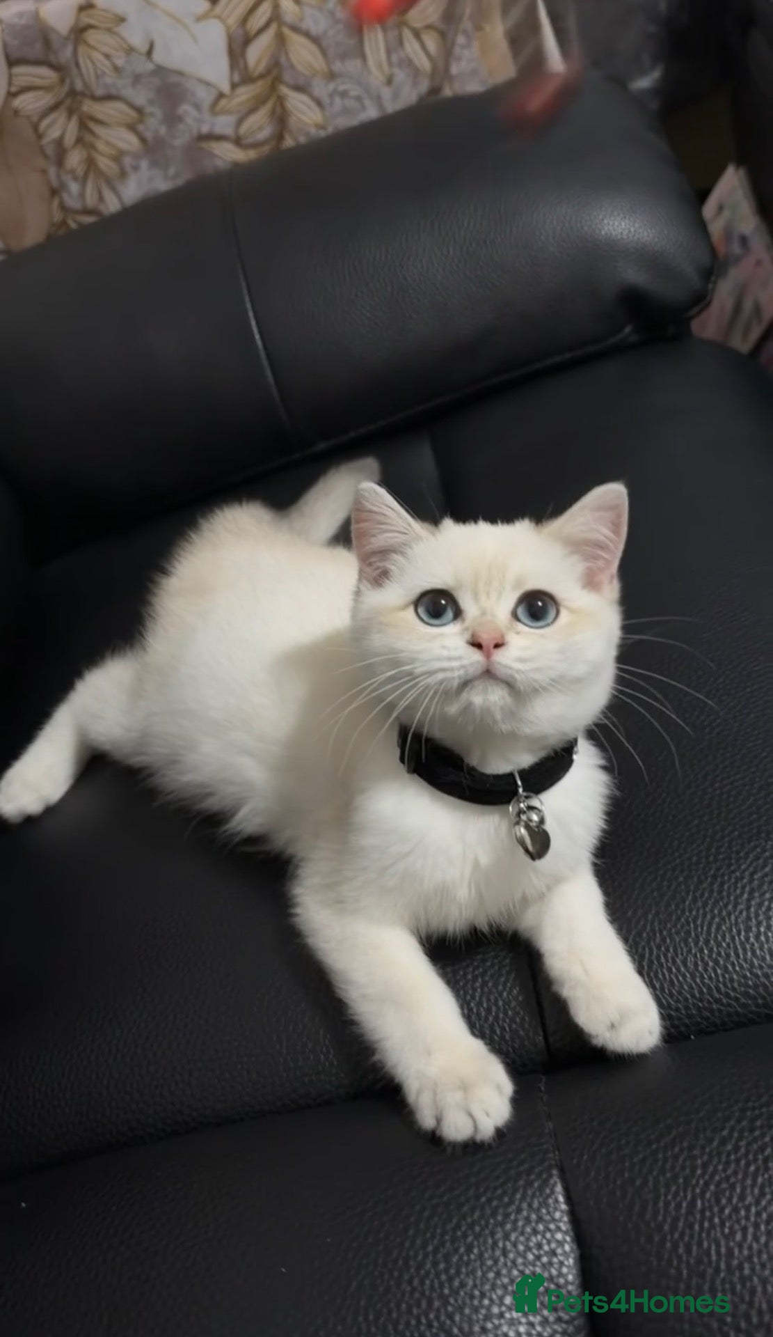 British Shorthair cats Pure British shorthair Male Kitten💙 - Advert 9