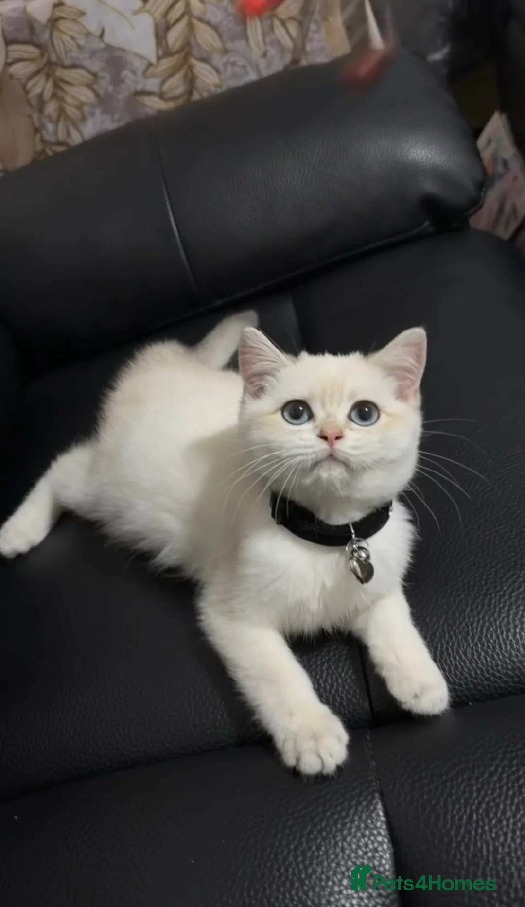 British Shorthair cats for sale: Pure British shorthair Male Kitten💙 - Advert 1