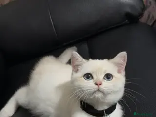 British Shorthair cats Pure British shorthair Male Kitten💙 - Advert 9