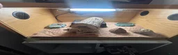 Leopard Gecko reptiles for sale: apollo the gecko + tank and items inside tank in Blackwood - Advert 9