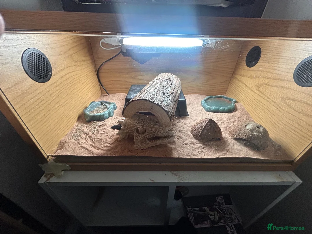 Leopard Gecko reptiles for sale: apollo the gecko + tank and items inside tank in Blackwood - Advert 9