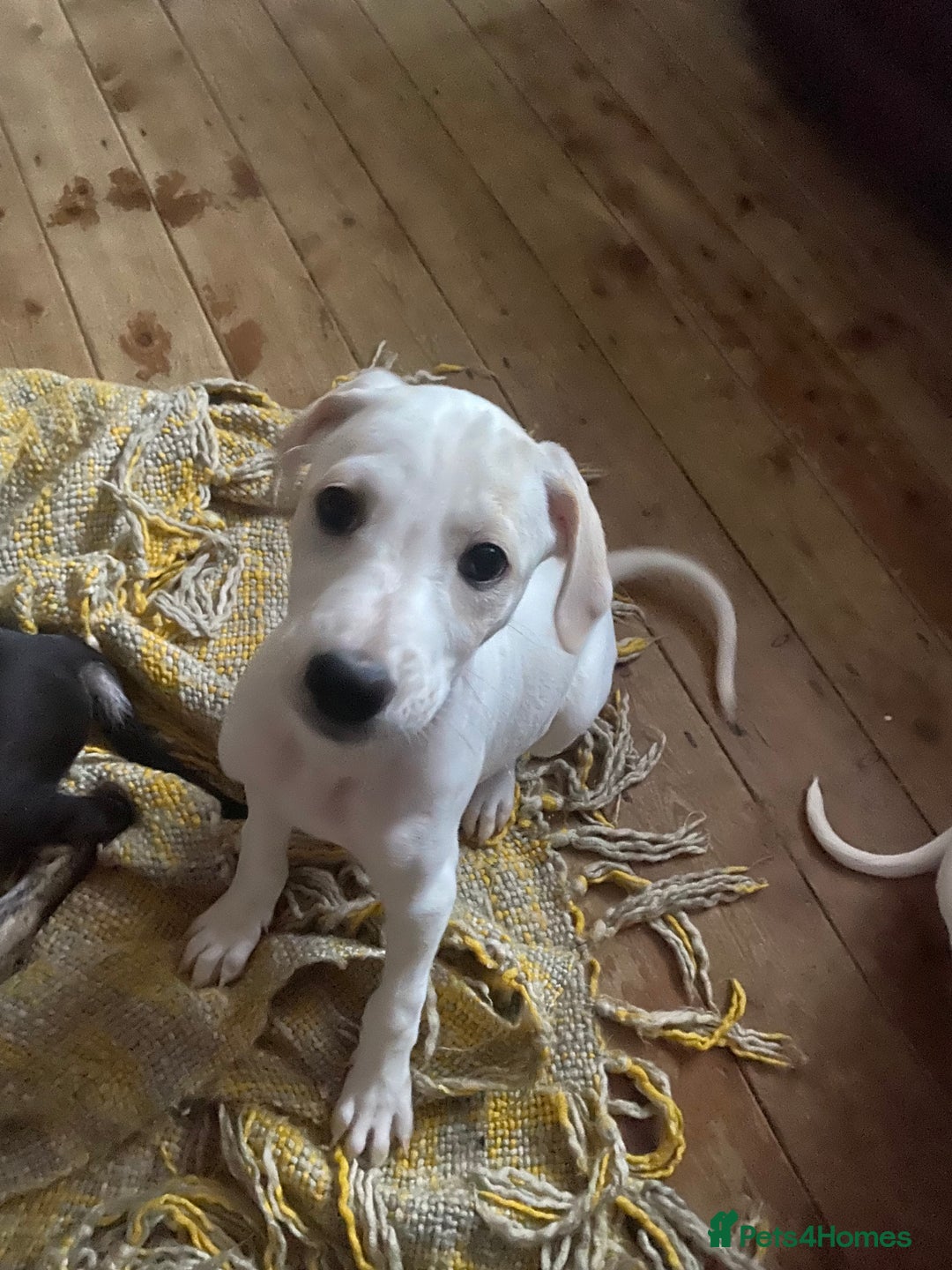 Mixed Breed dogs for sale: Lurcher  - Image 5