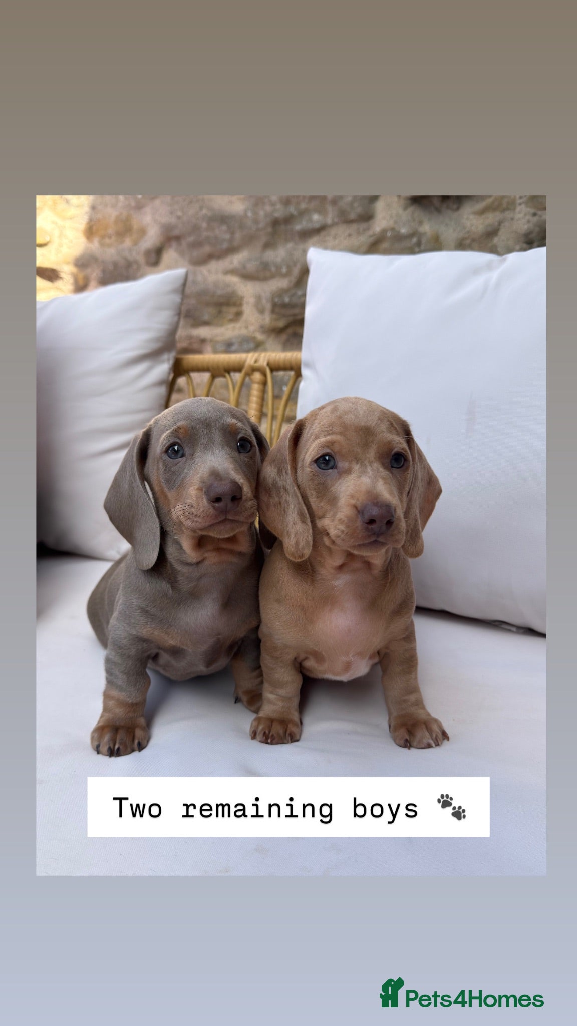 Miniature Dachshund dogs Ready to leave Aug 1st - Miniature Dachshund pups - Advert 1
