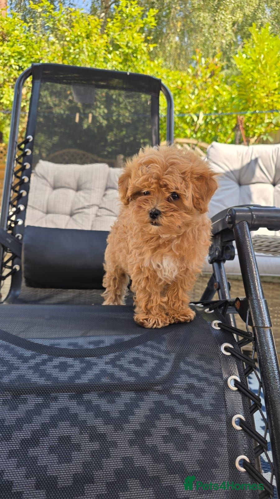 Maltipoo dogs READY TO LEAVE TODAY Tiny Toy Maltipoo puppies 🐶 - Advert 2