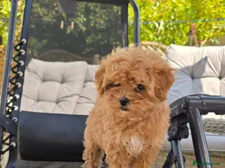 Maltipoo dogs READY TO LEAVE TODAY Tiny Toy Maltipoo puppies 🐶 - Advert 4