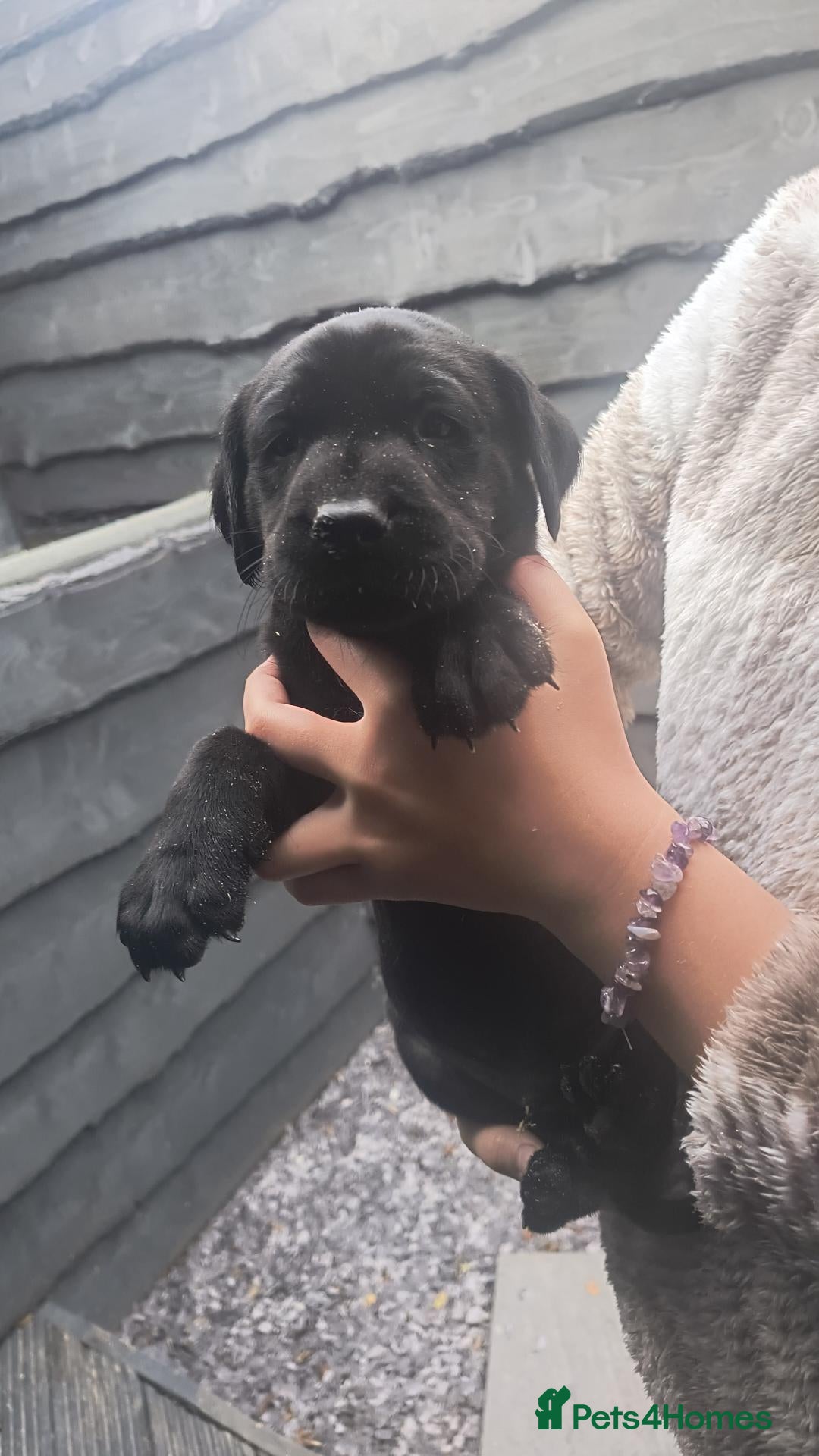 Labrador Retriever dogs  KC registered FTW Sired Labrador puppies  - Advert 1