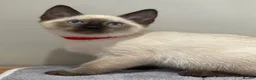 Siamese cats for sale: GCCF Registered Traditional Siamese Kittens.  - Advert 26