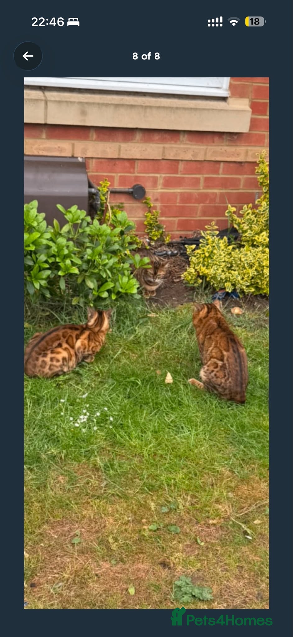 Bengal cats gorgeous bengal kittens - Advert 9